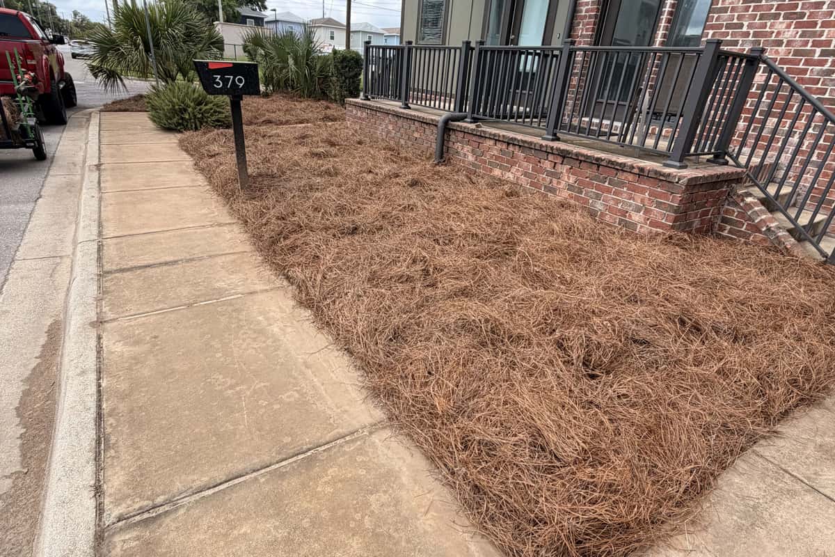 A fresh pine straw bed along a brick townhouse frontage and sidewalk, with a mailbox at the curb