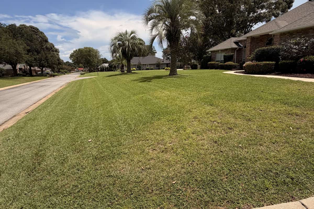 Mowing stripes across a wide front lawn with palm trees, a brick house and the street in the background